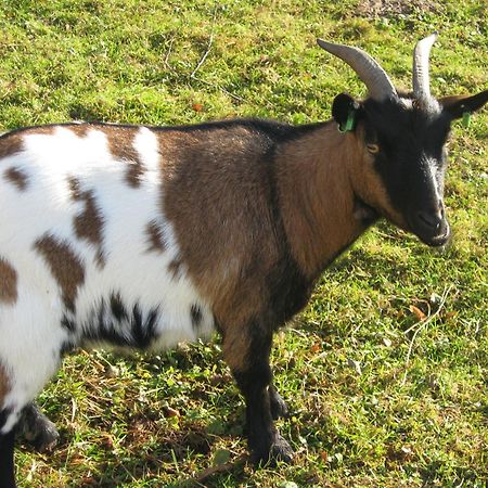 Le Paradis Des Animaux Coublevie 外观 照片
