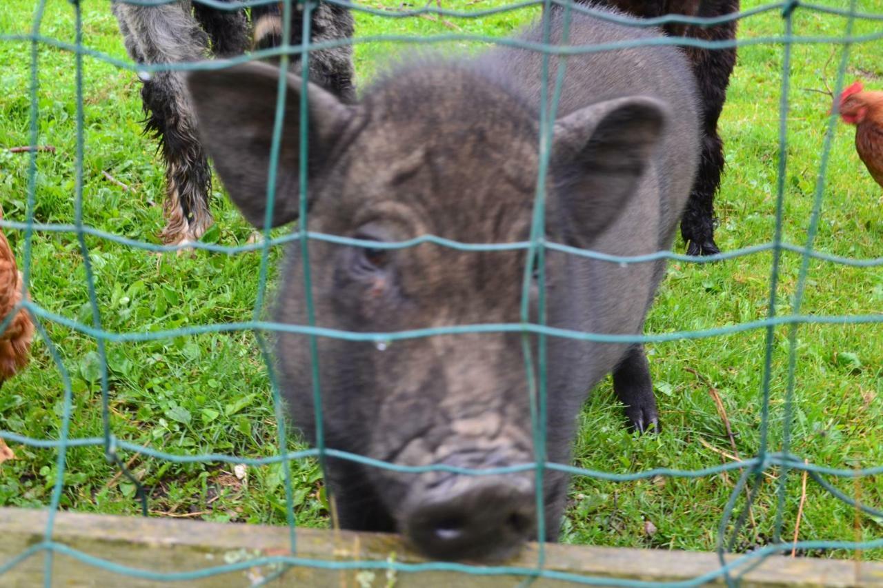 Le Paradis Des Animaux Coublevie 外观 照片