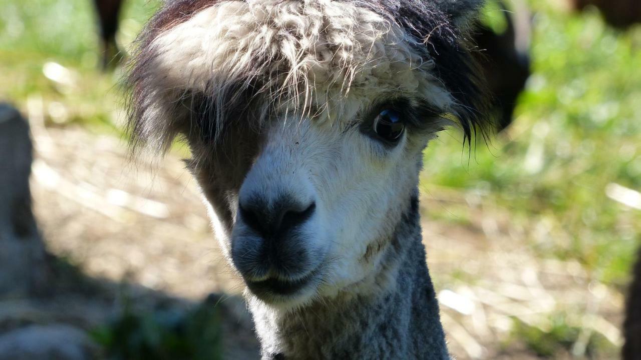 Le Paradis Des Animaux Coublevie 外观 照片