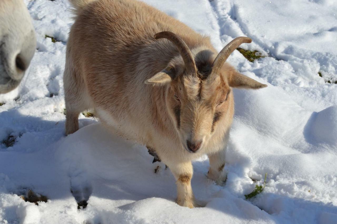 Le Paradis Des Animaux Coublevie 外观 照片