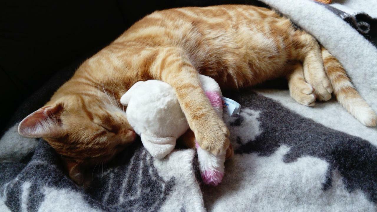 Le Paradis Des Animaux Coublevie 外观 照片