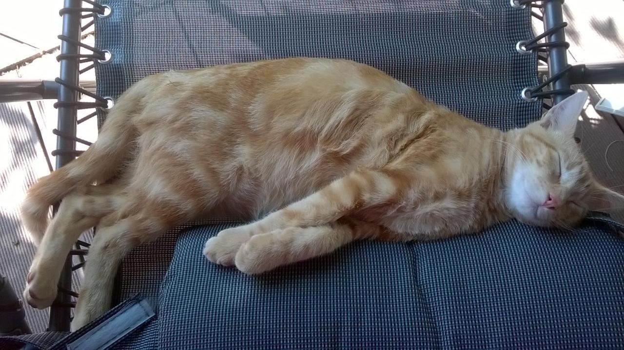 Le Paradis Des Animaux Coublevie 外观 照片